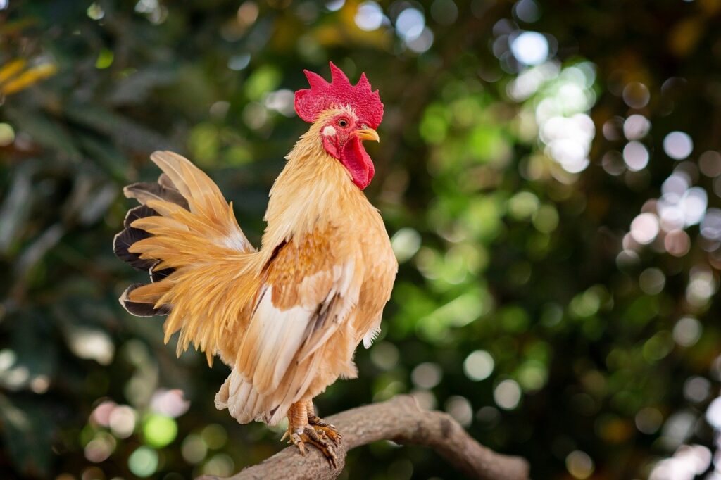 chicken, bird, animal-8402334.jpg